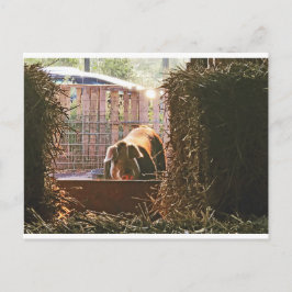 Postal de Molly el cerdo