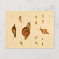 Postal de moluscos y caracoles de época