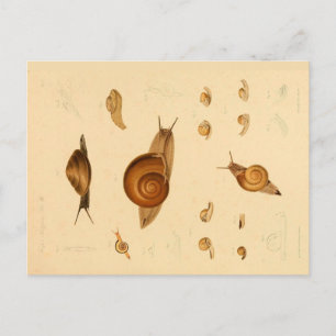Postal de moluscos y caracoles de época