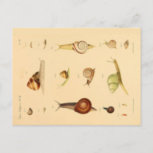 Postal de moluscos y caracoles de época