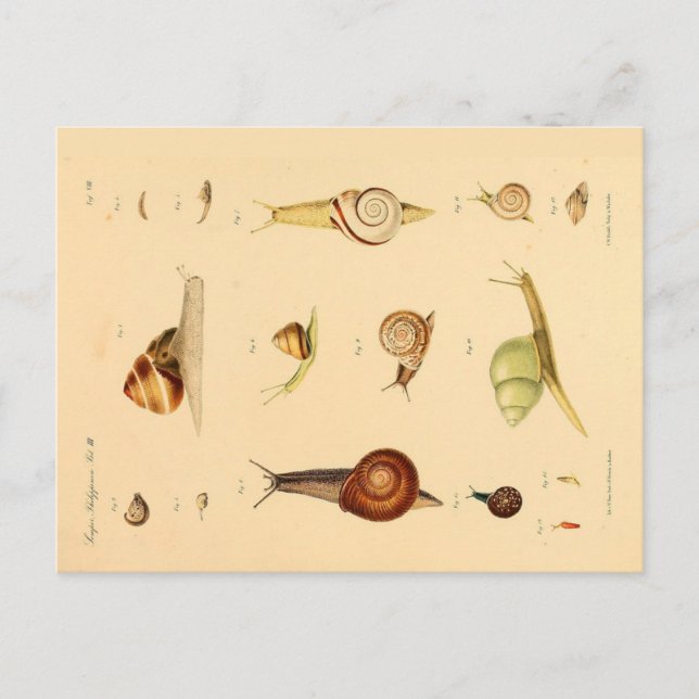Postal de moluscos y caracoles de época (Anverso)