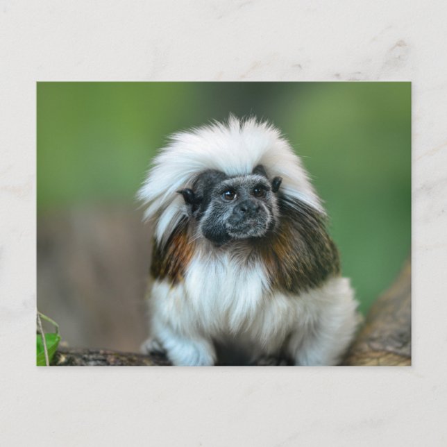 Postal de mono (Anverso)