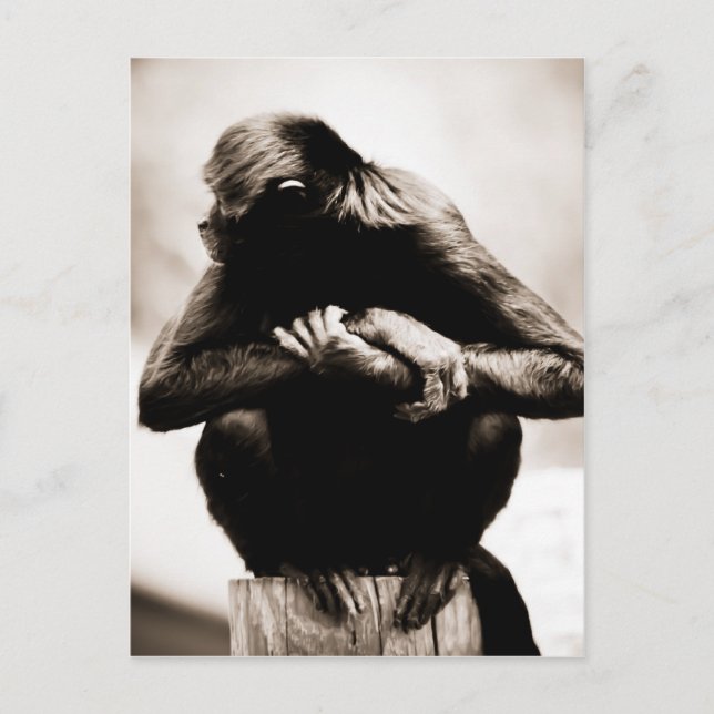 Postal de mono araña (Anverso)