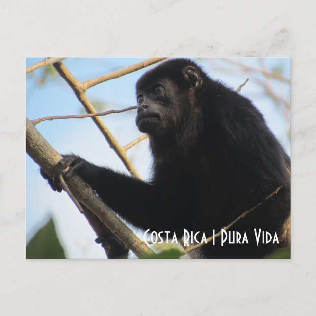 postal de Mono de Costa Rica Howler (Anverso)