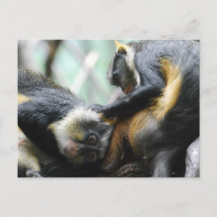 Postal de monos Guenon