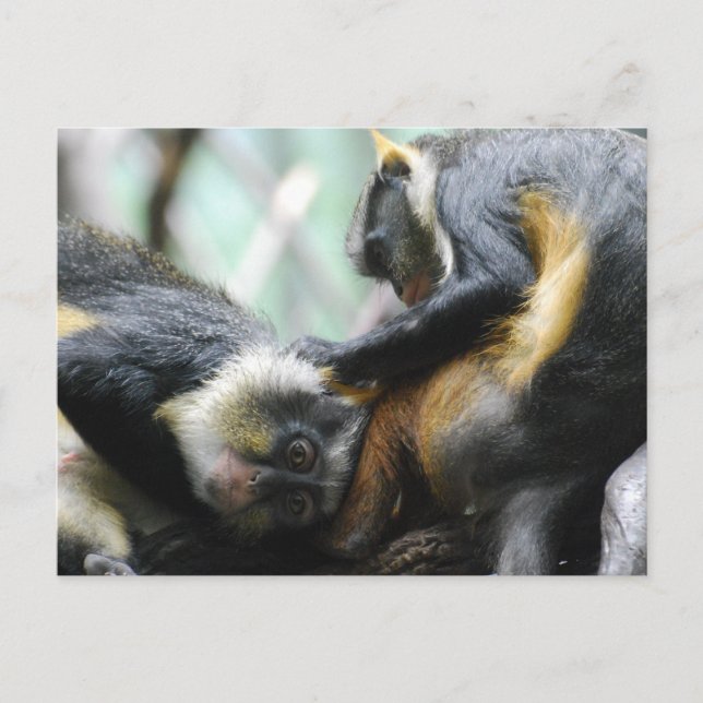 Postal de monos Guenon (Anverso)