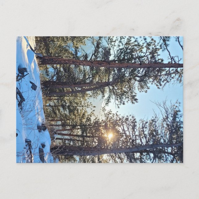 Postal de montaña Ponderosa Shine Colorado (Anverso)