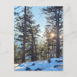 Postal de montaña Ponderosa Shine Colorado