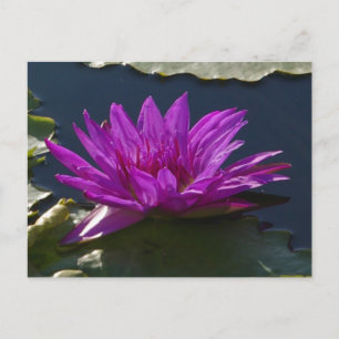 Postal de morado de Lotus
