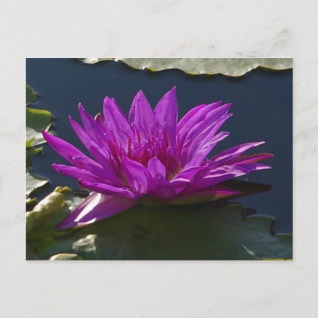 Postal de morado de Lotus (Anverso)