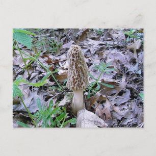 Postal de Morel