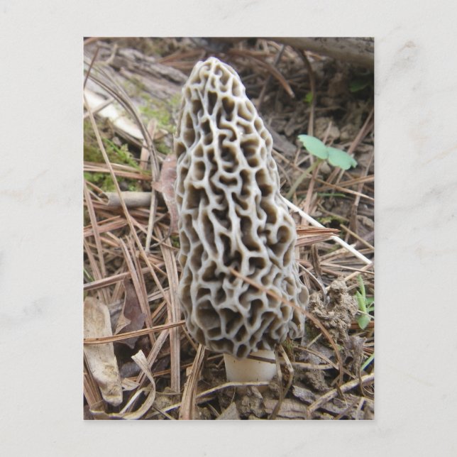 postal de Morel Mushroom (Anverso)