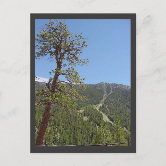 Postal de Mt Charleston (Anverso)