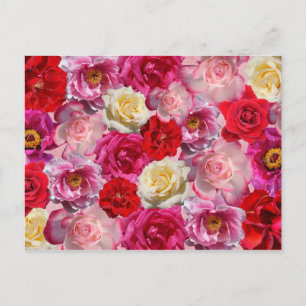 postal de muchos rosas