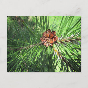 Postal de Mugo Pine