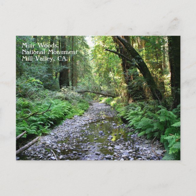 Postal de Muir Woods (Anverso)