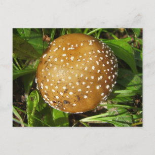 Postal de Mushroom de Pantther Cap