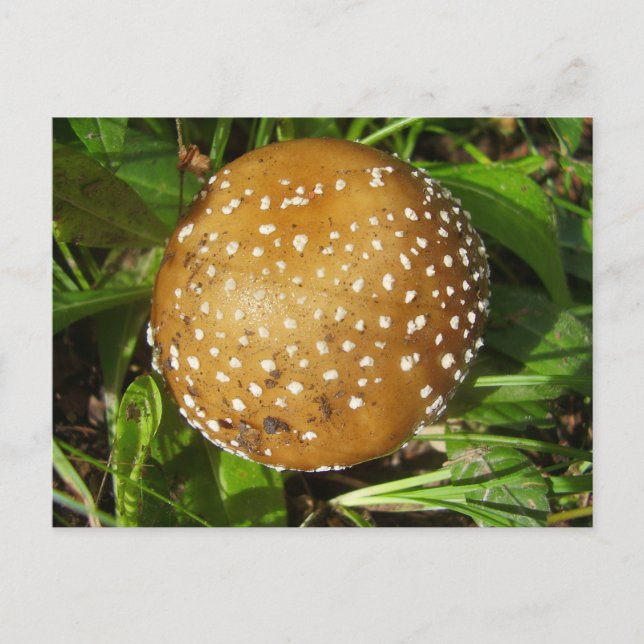 Postal de Mushroom de Pantther Cap (Anverso)