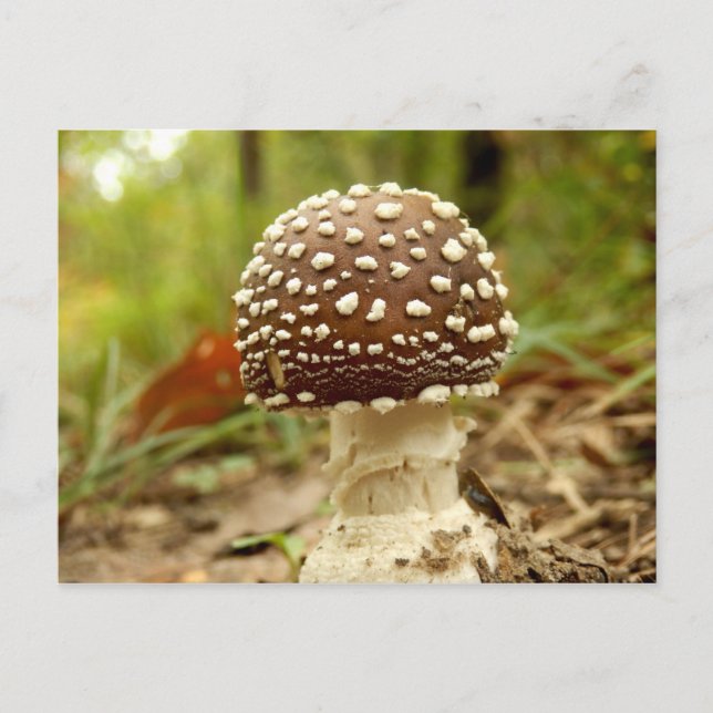 Postal de Mushroom de Pantther Cap (Anverso)