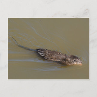 postal de Muskrat