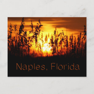 Postal de Naples Florida Sunset