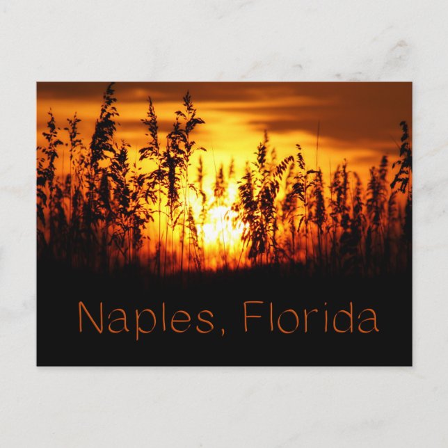 Postal de Naples Florida Sunset (Anverso)