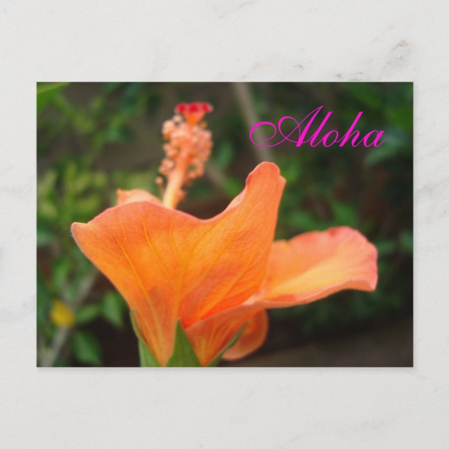 postal de naranja Hibiscus (Anverso)