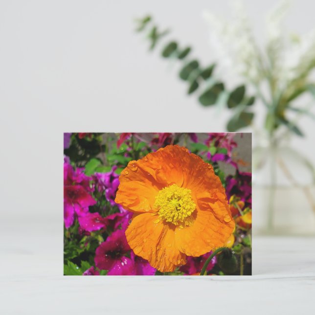 postal de naranja Poppy (Anverso de pie)