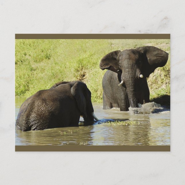 postal de natación de elefantes (elefante africano (Anverso)