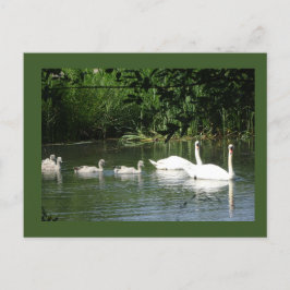 Postal de natación para la familia de los cisnes