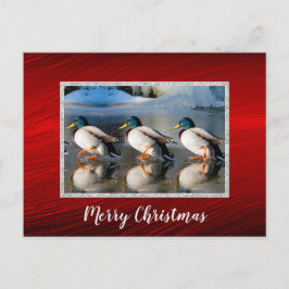 Postal de Navidades de fotos de hielo de Mallard D