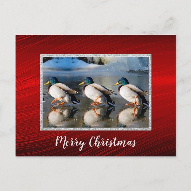 Postal de Navidades de fotos de hielo de Mallard D (Anverso)