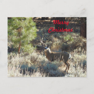 postal de navidades, vida salvaje, dólar, cazador