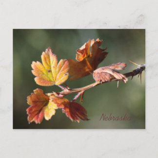 Postal de Nebraska