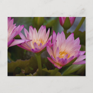 Postal de nenúfares rosados púrpura