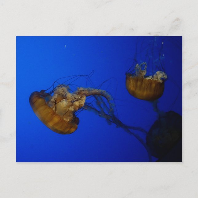 Postal de Nettle Jellyfish (Anverso)