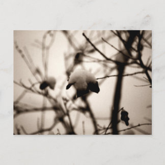 Postal de nieve en polvo