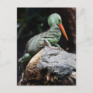 Postal de nueva especie