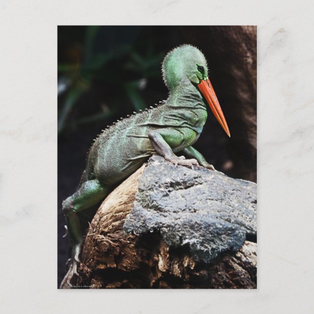 Postal de nueva especie (Anverso)