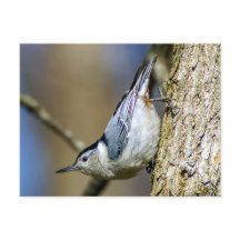 Postal de nuthatch con pechos blancos