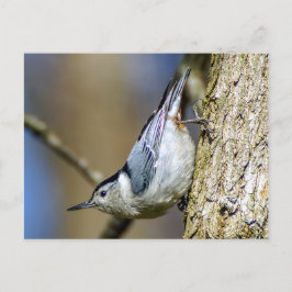 Postal de nuthatch con pechos blancos