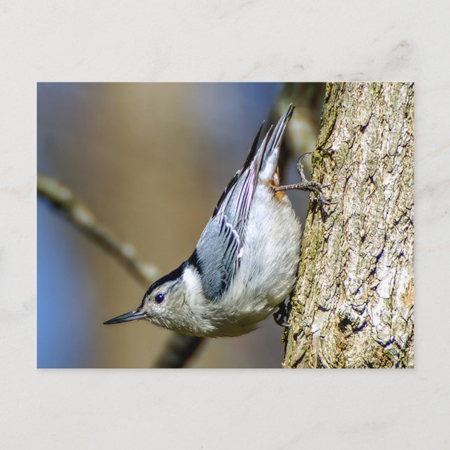 Postal de nuthatch con pechos blancos (Anverso)