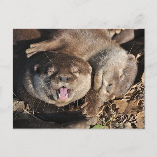 Postal de nutria con arcilla (Anverso)