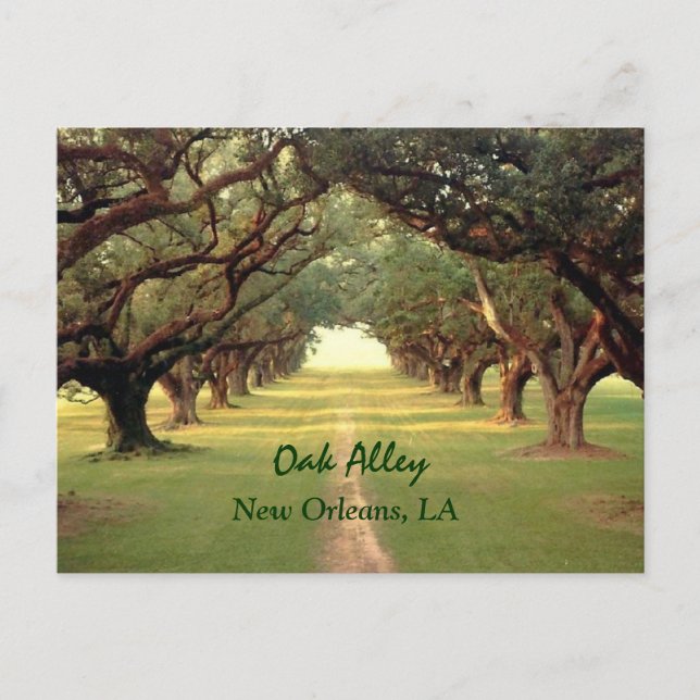 Postal de Oak Alley New Orleans (Anverso)