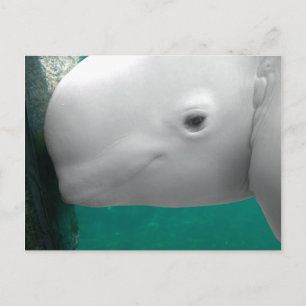 Postal de observación de Beluga
