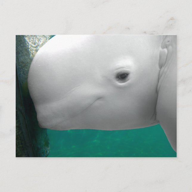 Postal de observación de Beluga (Anverso)