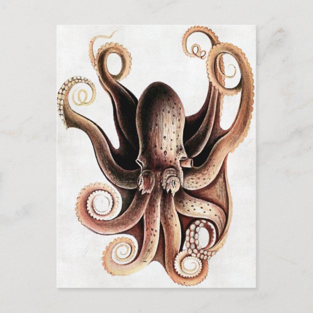 Postal de Octopus (Anverso)
