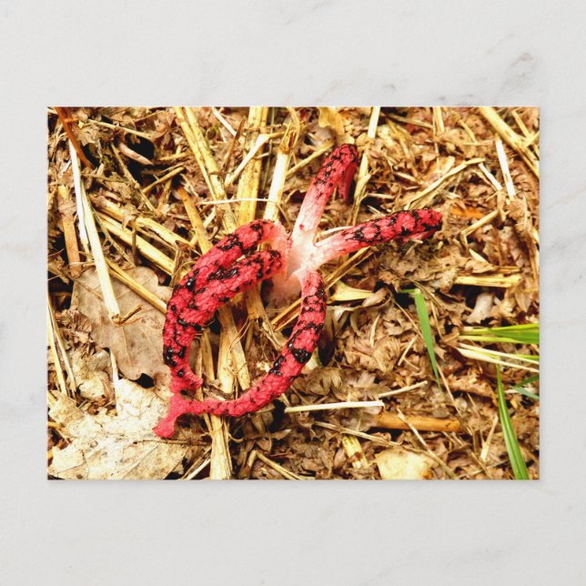 Postal de Octopus Stinkhorn (Anverso)