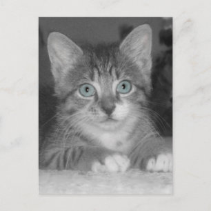 Postal de ojos azules