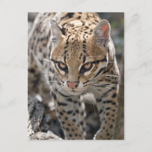 Postal de Ojos Dorados